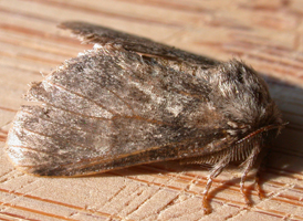 Common Gluphisia